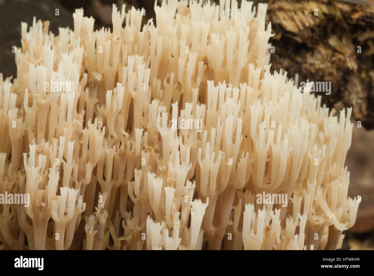 Crown coral fungus growing on decaying wood in Charleston Lake Provincial Park, Ontario, Canada. Stock Photo