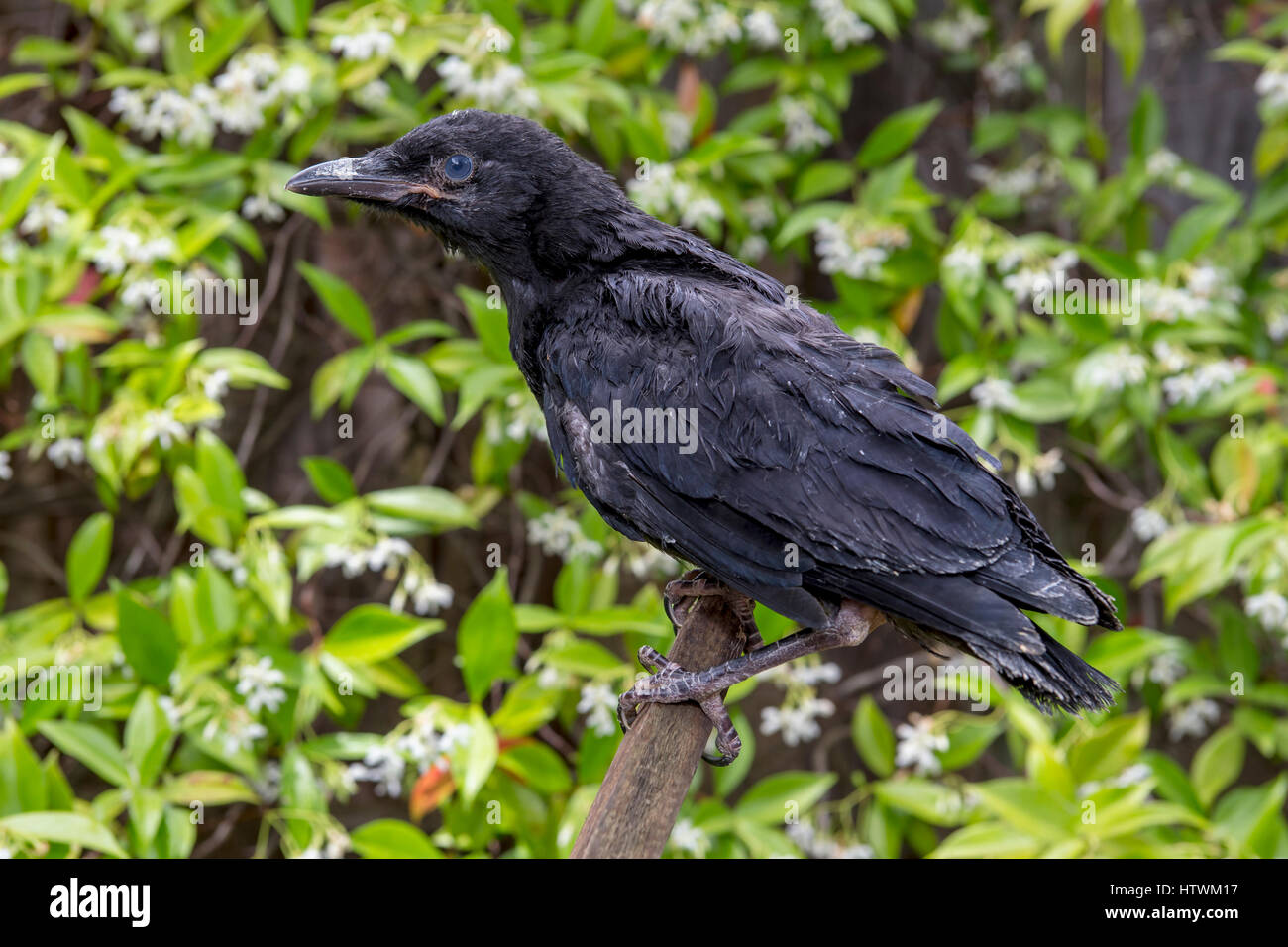 American crow, fledgling crow, juvenile crow, injured bird, injured