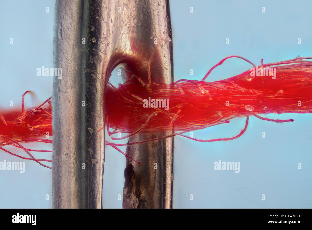 Extreme magnification - Needle with red thread Stock Photo