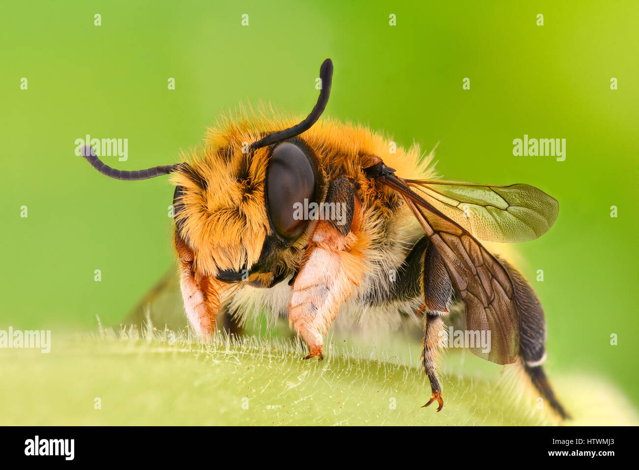 Extreme magnification - Solitaire Bee Megachilidae Stock Photo