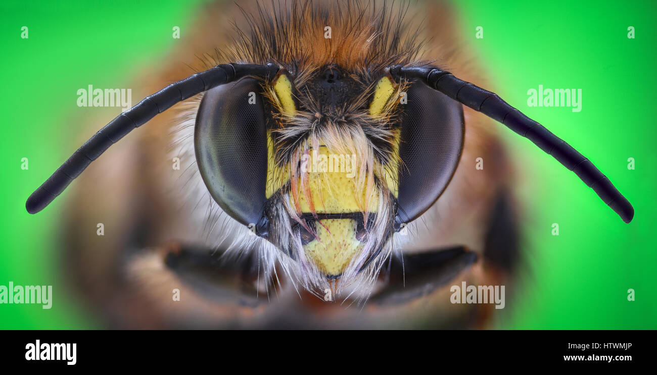 Extreme magnification - Honey Bee, front view Stock Photo