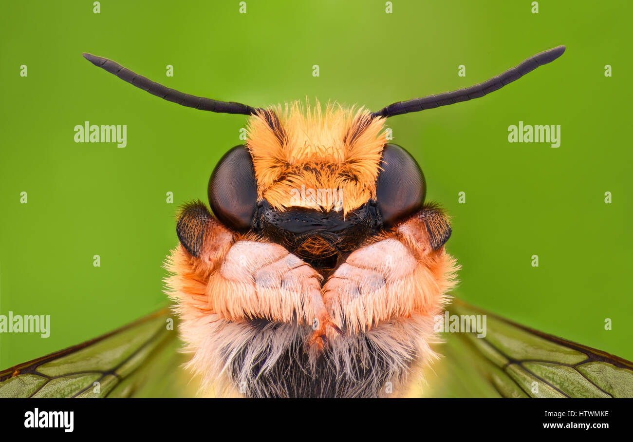 Extreme magnification - Solitaire Bee Megachilidae Stock Photo