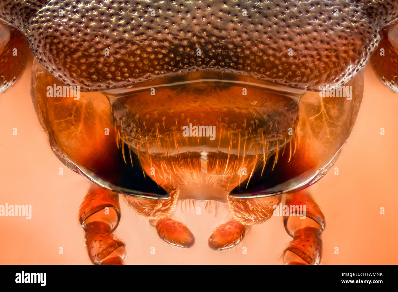 Extreme magnification Mealworm beetle jaws, Tenebrio molitor Stock Photo Alamy