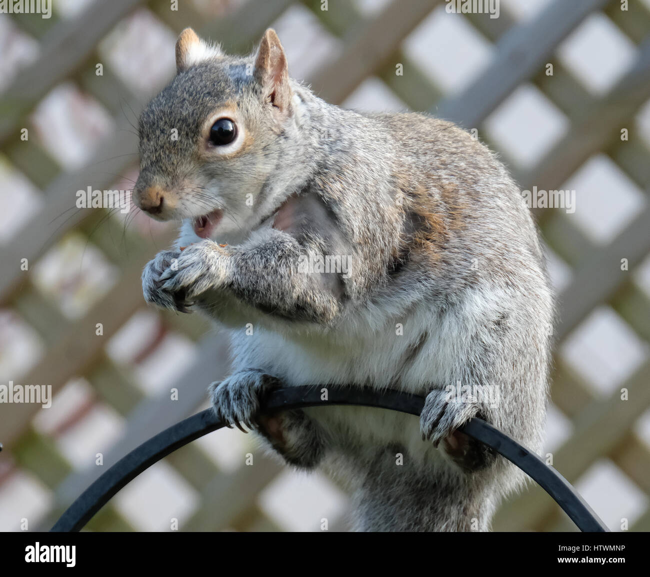 A Grey Squirrel Eating Peanuts On Top Of A Bird Feeder Scotland