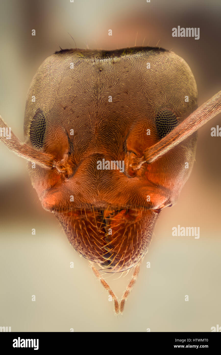 Extreme magnification Ant head details Stock Photo Alamy