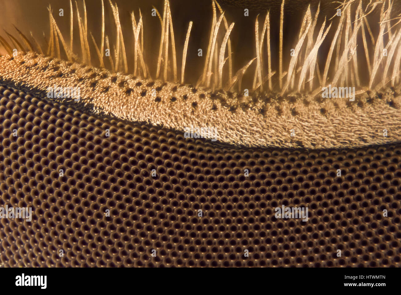 Extreme magnification - Fly compound eye Stock Photo