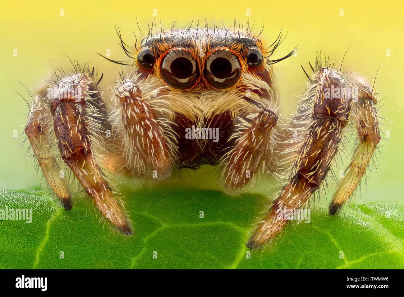 Extreme magnification - Jumping spider on a leaf Stock Photo