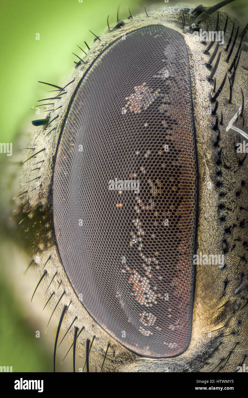 Fly eye magnification hi-res stock photography and images - Alamy