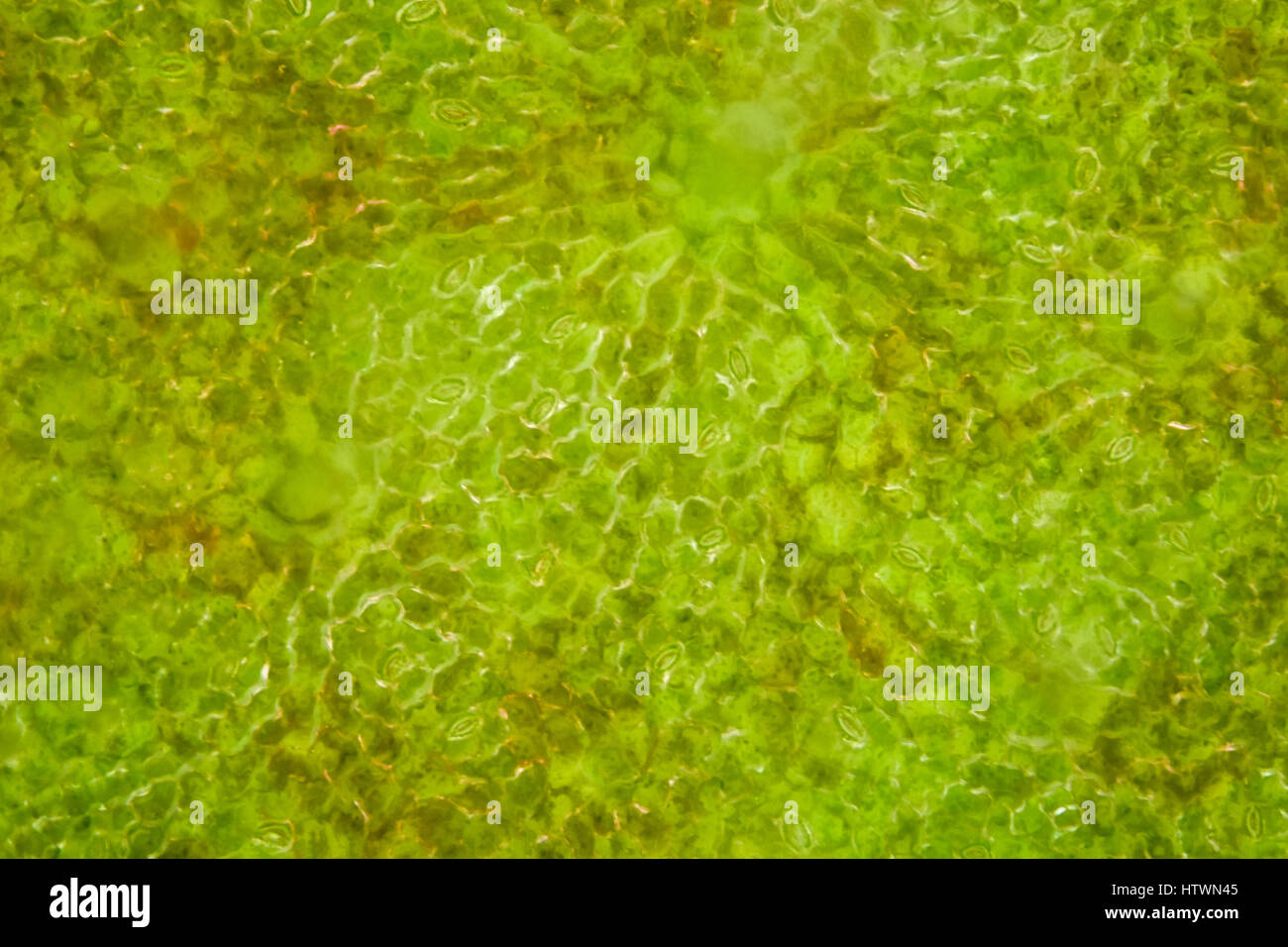 Extrem magnification - Stomatas in a green leaf Stock Photo