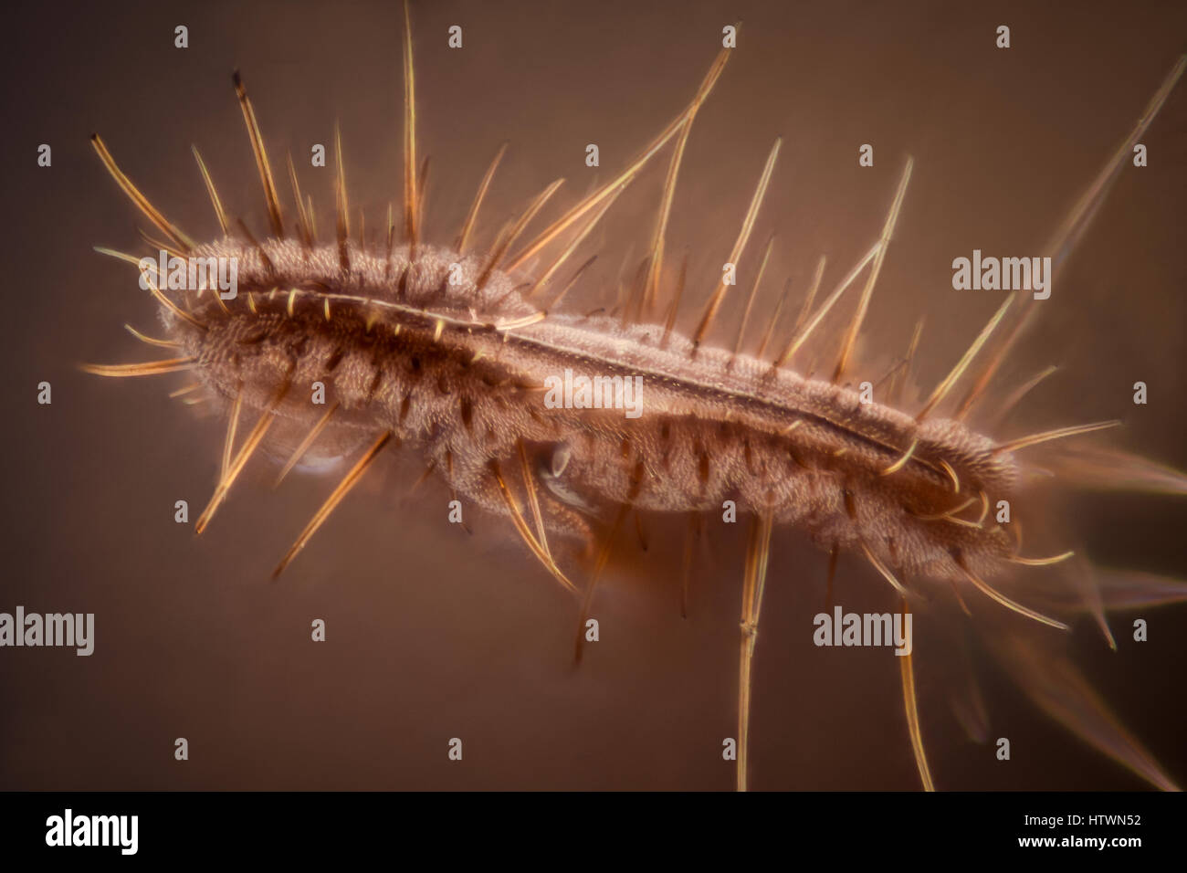 Extreme magnification - Fly proboscis, 20x Stock Photo