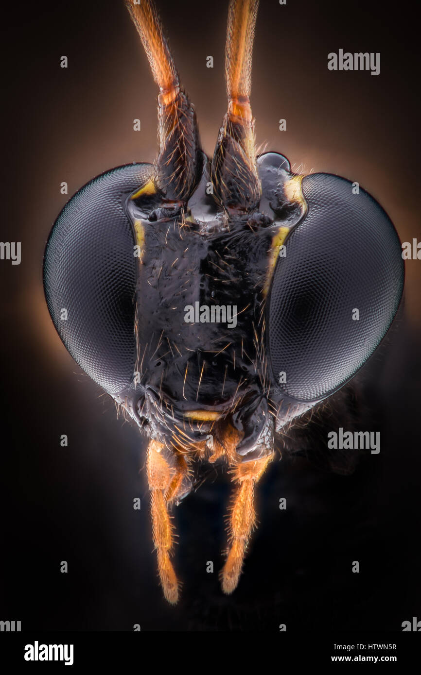 Extreme magnification - Black wasp head Stock Photo