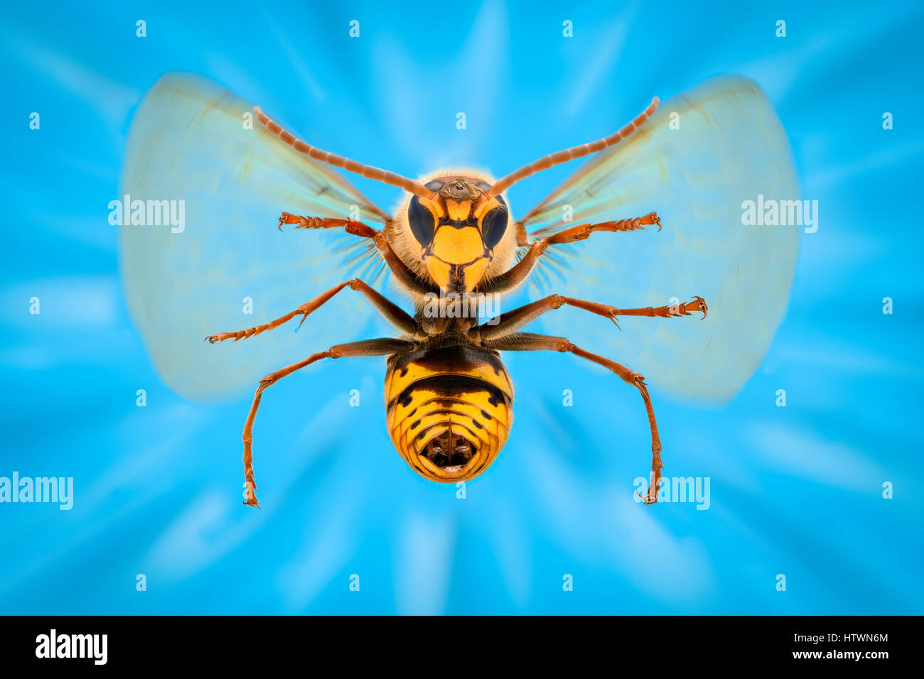 Extreme magnification - Giant Wasp anatomy Stock Photo