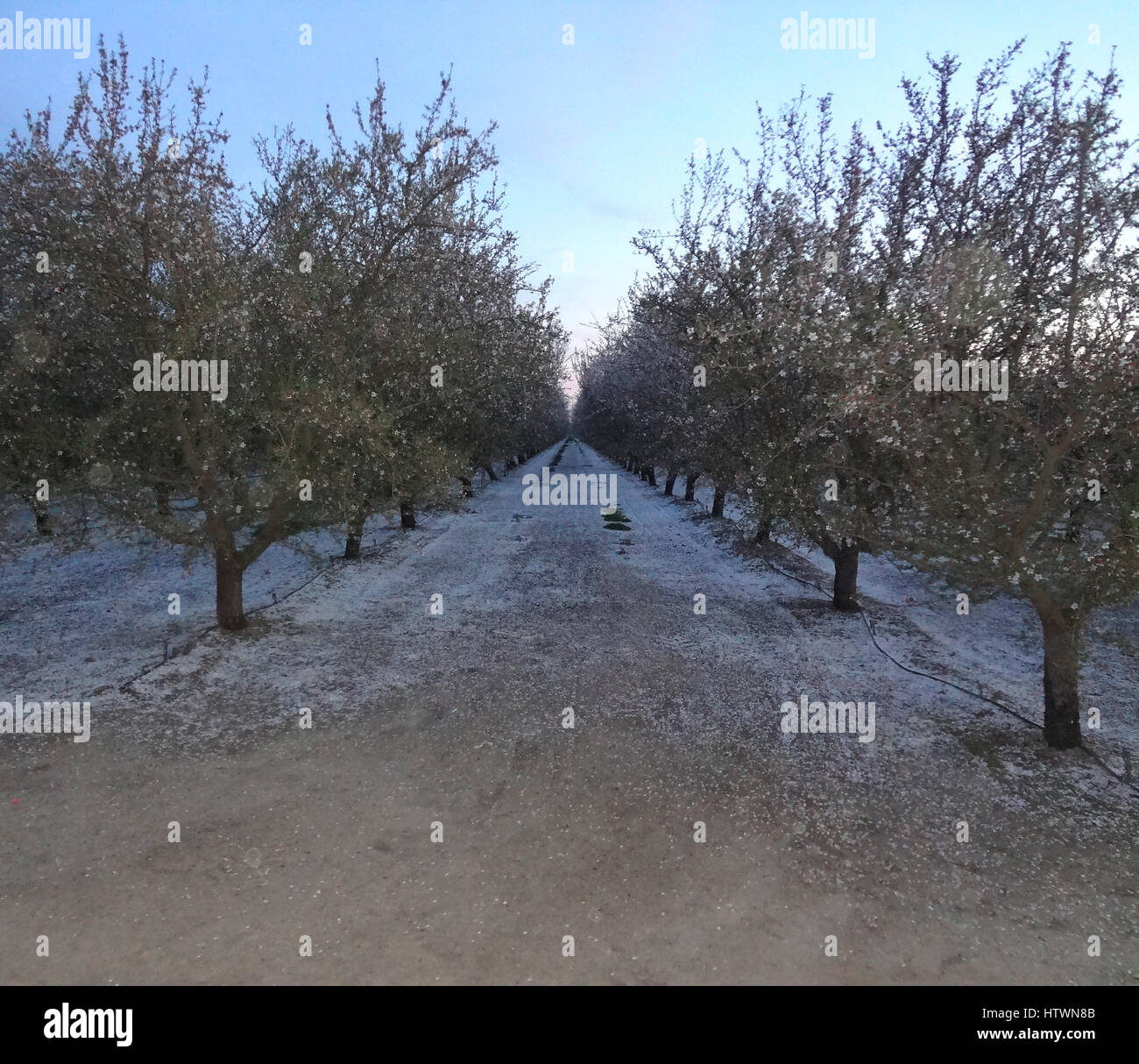 blossoming orchard trees with blossoms on ground Stock Photo