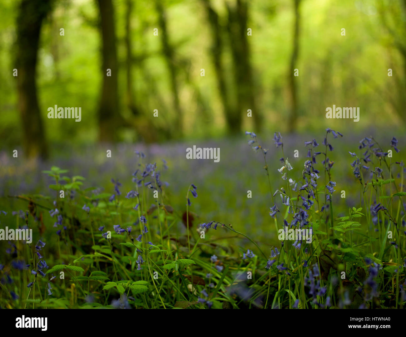 Close up landscape of native English Bluebells in Spring at Lanhydrock Stock Photo