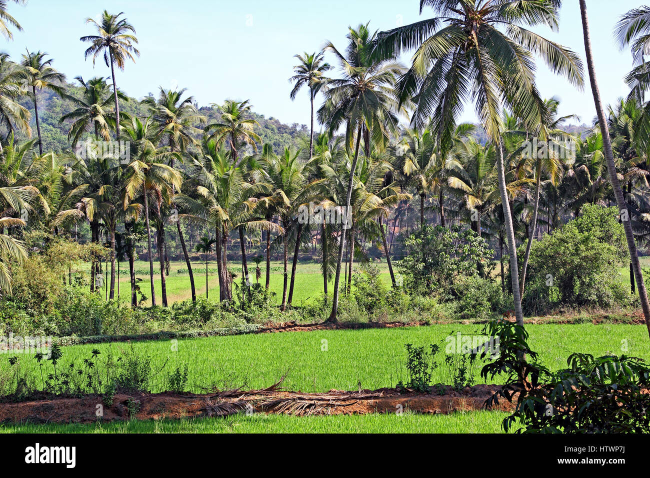 Inter crop of paddy and coconut cultivation in Goa, India. Stock Photo