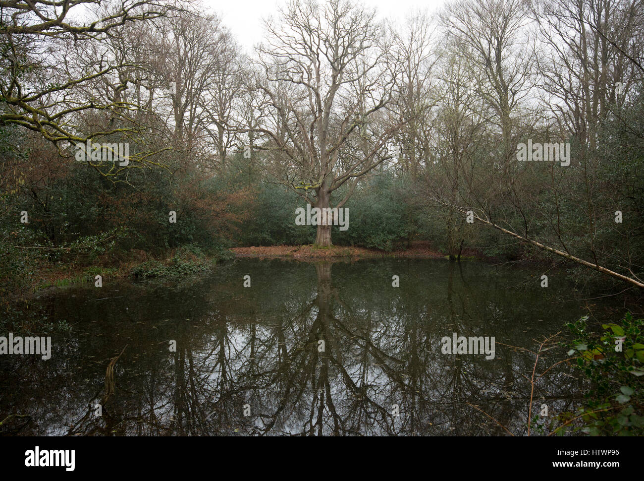 Winter at Sheepbell Pond on Bookham Common near Leatherhead,Surrey in winter, 2017. National Trust property Stock Photo