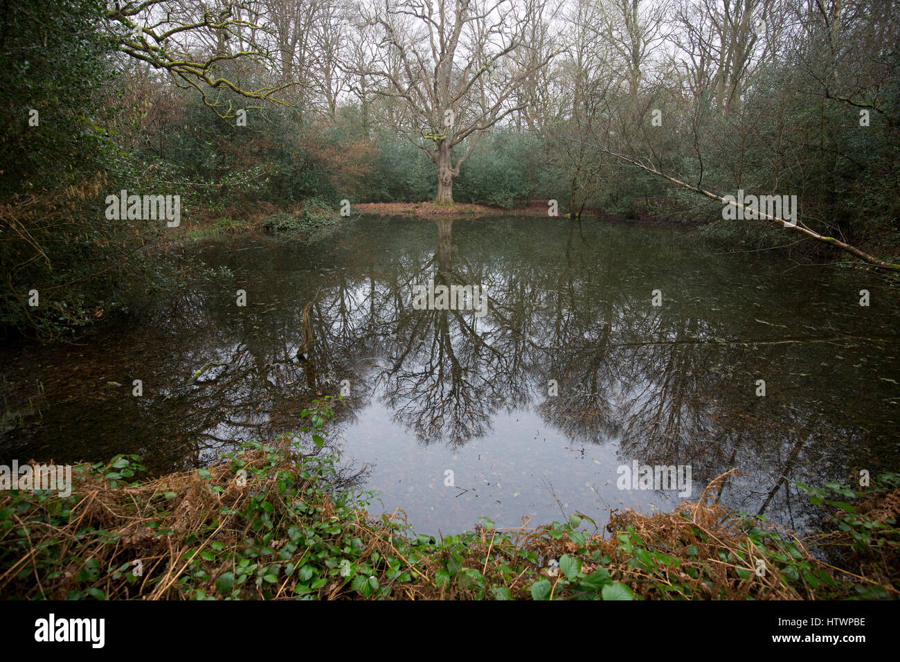 Winter at Sheepbell Pond on Bookham Common near Leatherhead,Surrey in winter, 2017.National Trust property Stock Photo