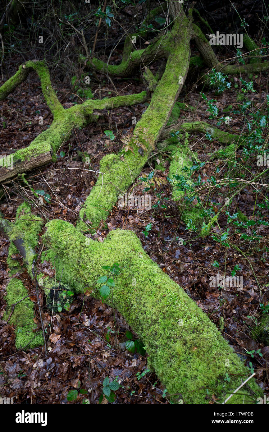 Wet lichen and moss covered fallen dead tree trunks on Bookham Common near Leatherhead,Surrey in winter, 2017 Stock Photo