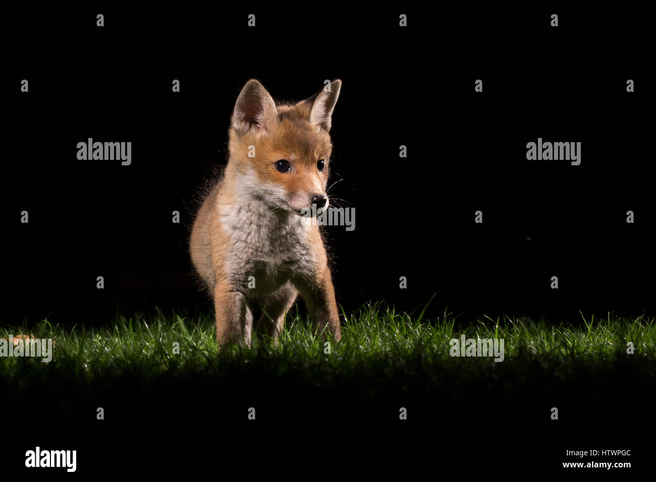 Fox cubs playing in a garden at night Stock Photo