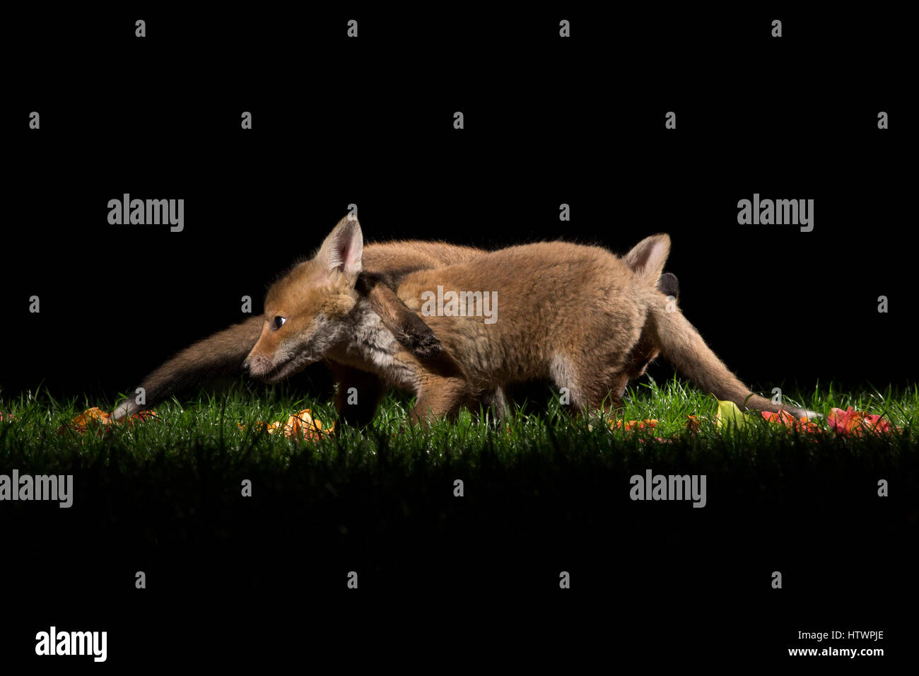 Fox cubs playing in a garden at night Stock Photo