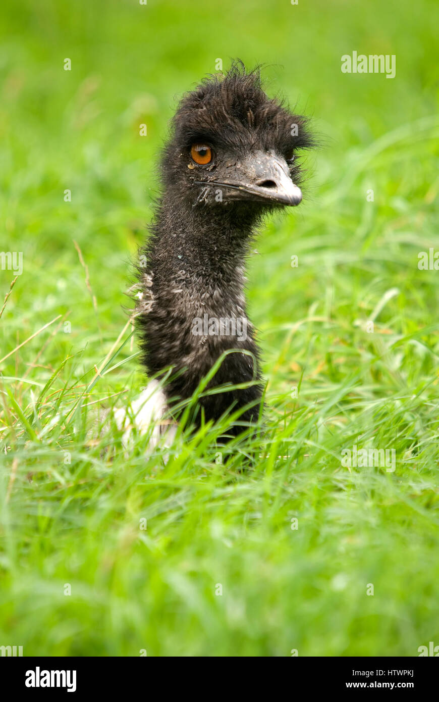 Emu Portrait - (Dromaius novaehollandiae) Stock Photo
