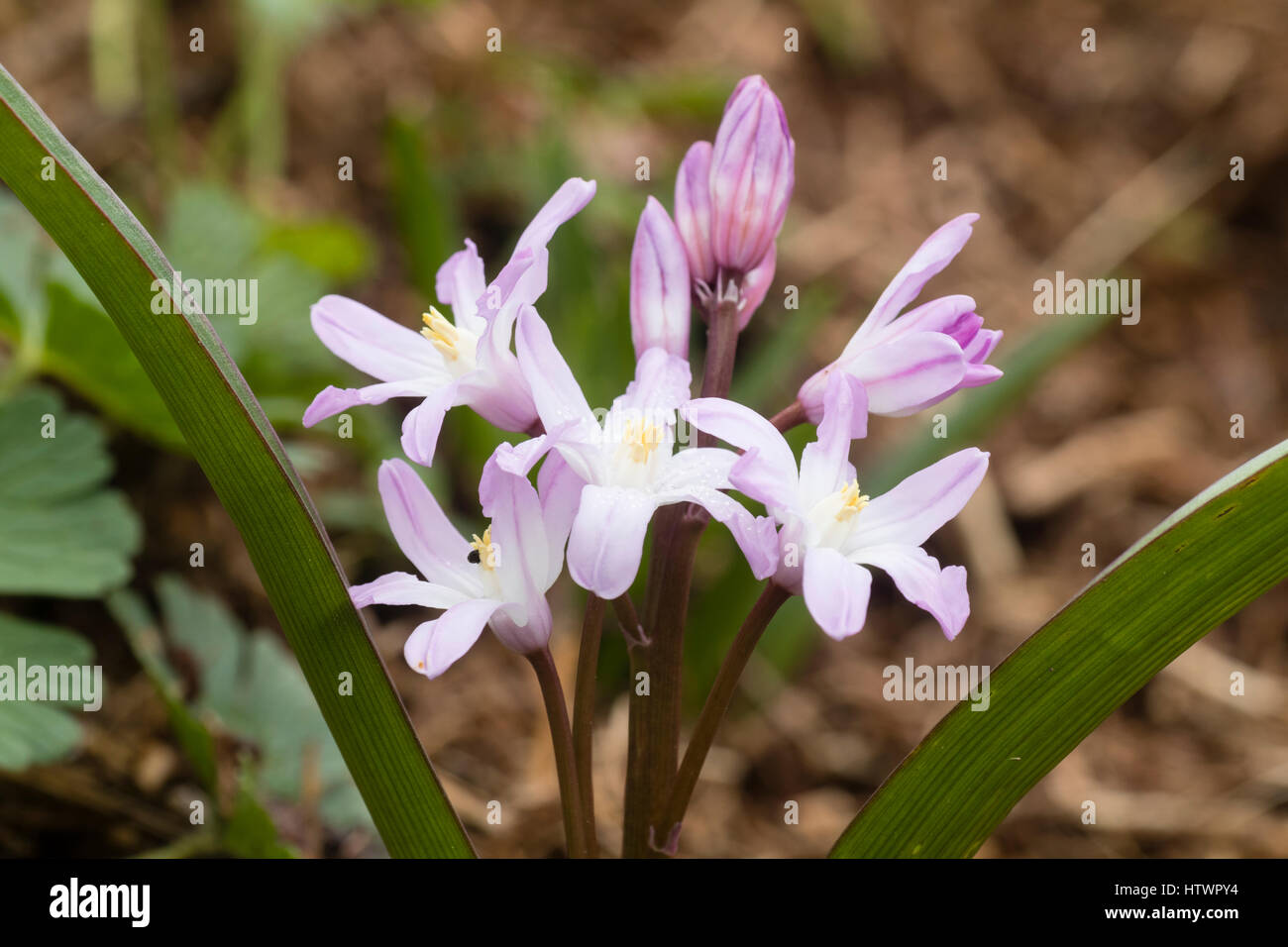 Chionodoxa forbesii 'Pink Giant', a pink form of the 'Glory of the Snow ...