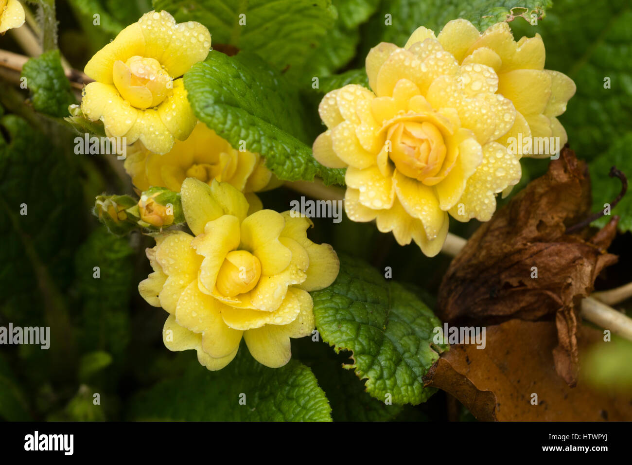 Golden yellow double flowers of the spring blooming primros, Primula 'Sunshine Susie' Stock Photo