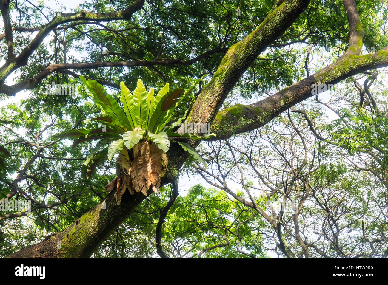 A bird'snest fern, Asplenium nidus, growing on a tree in a parkland in