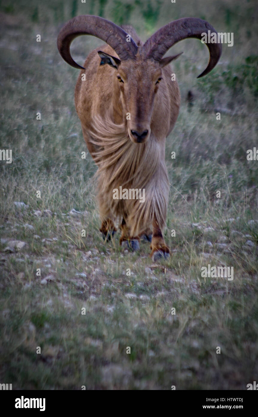 Big Horn Sheep Stock Photo Alamy