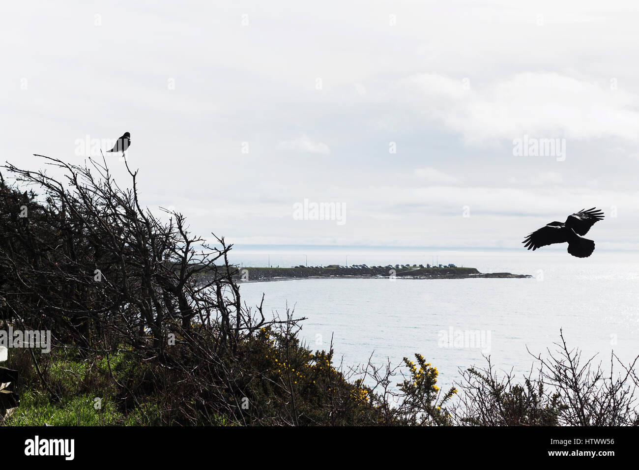 Crows in tree at Dallas Road. Victoria, BC. Canada Stock Photo