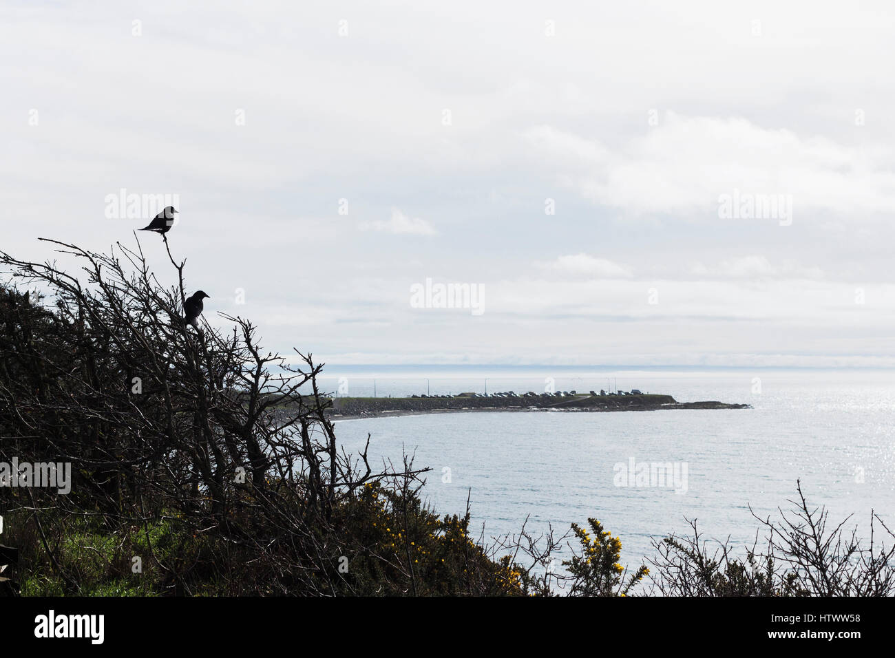 Crows in tree at Dallas Road. Victoria, BC. Canada Stock Photo