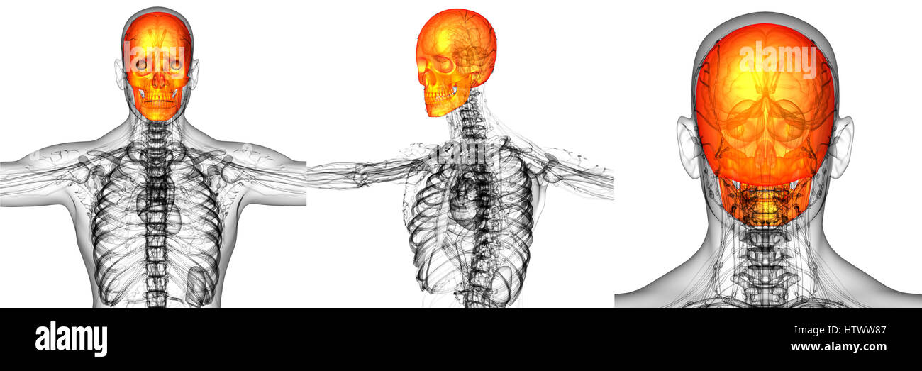 3D rendering medical illustration of the skull bone Stock Photo - Alamy