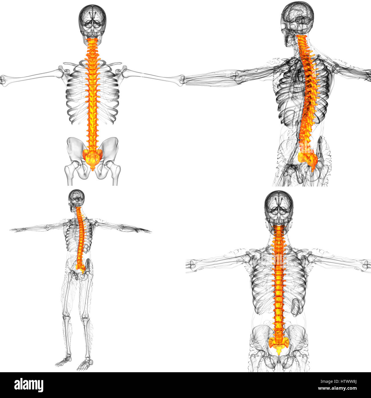 3D rendering medical illustration of the human spine Stock Photo - Alamy