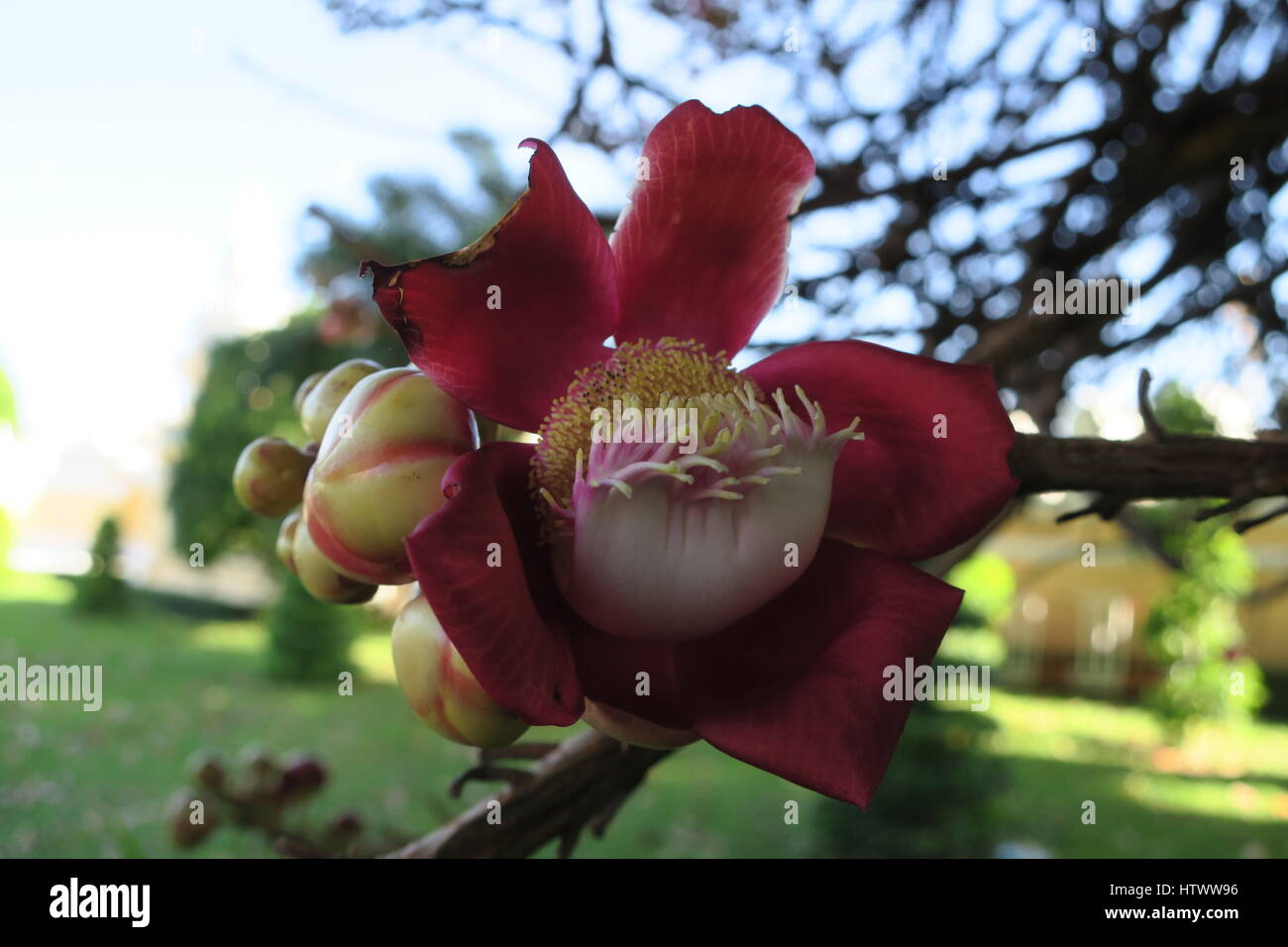 Shivalinga flower, Ayahuma, Shorea robusta, śāl, sakhua, shala tree or Cannonball tree (Couroupita guianensis), Lecythidaceae, at Roval palace, Stock Photo