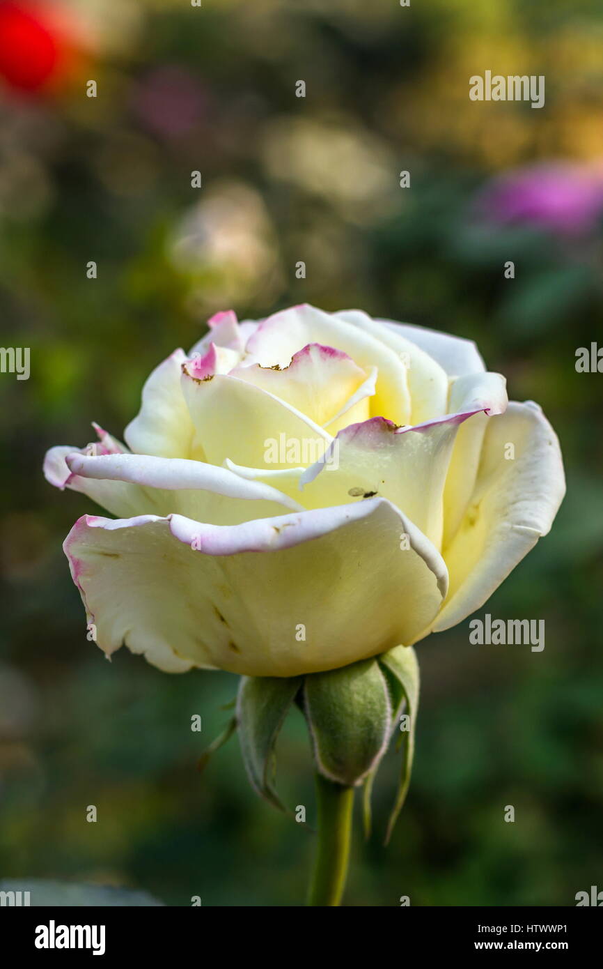 Beautiful rose flower hi-res stock photography and images - Alamy