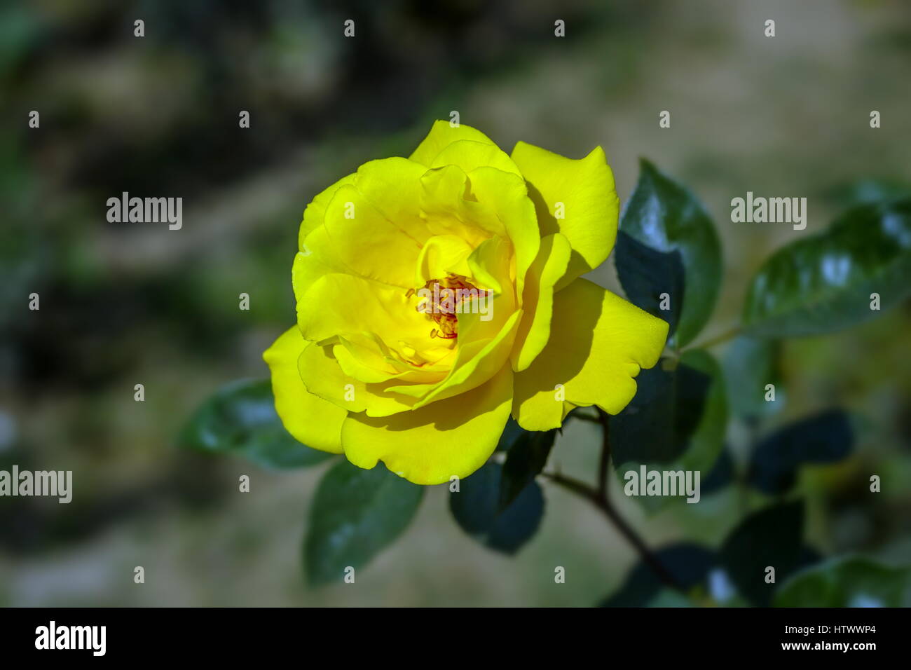 Early morning beautiful rose flower garden, dew on roses with awesome