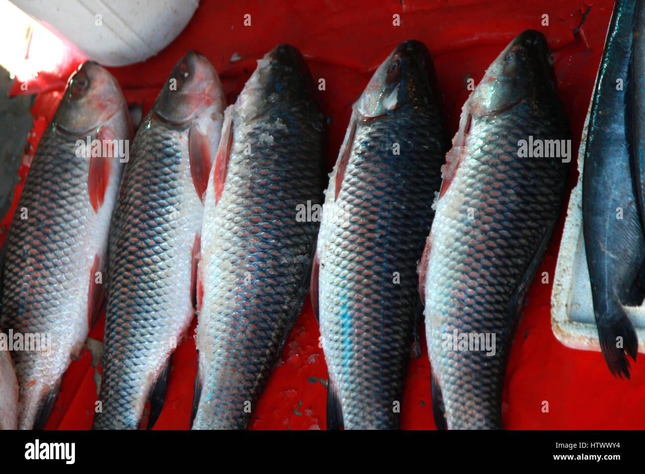 Local Fish stall, selling fish, New Delhi (Copyright © Saji Maramon
