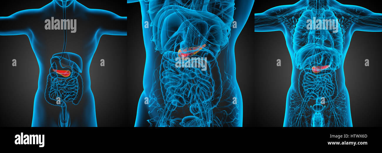 3d rendering medical illustration of the pancrease Stock Photo - Alamy