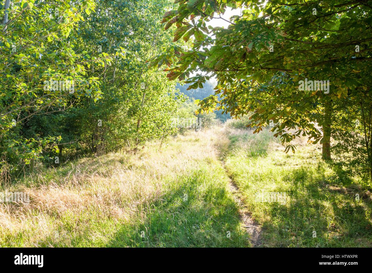 A path through woodland opening out into a field of grass on a sunny day in Summer, Nottinghamshire, England, UK Stock Photo