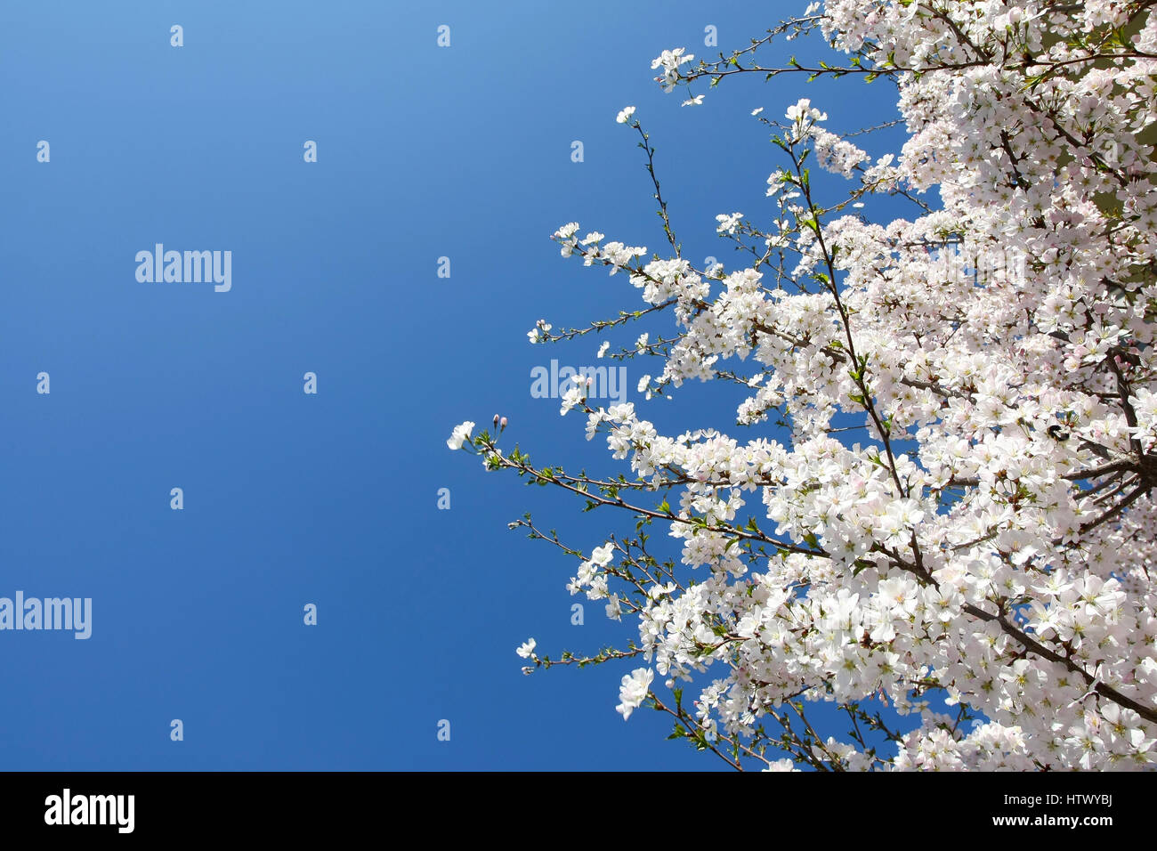 Beautiful blooming tree with clear blue sky Stock Photo - Alamy