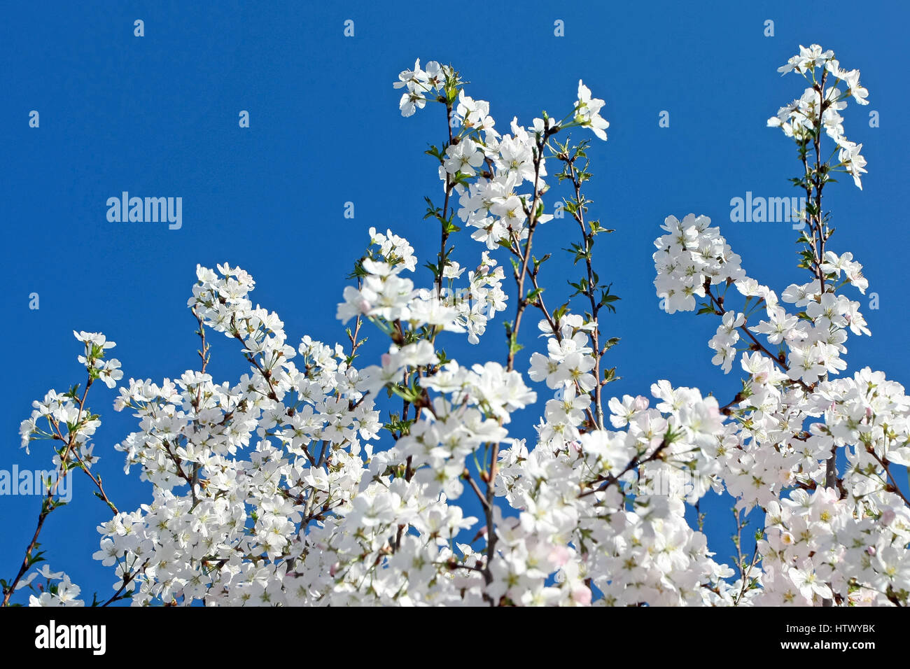 Beautiful blooming tree with clear blue sky Stock Photo - Alamy