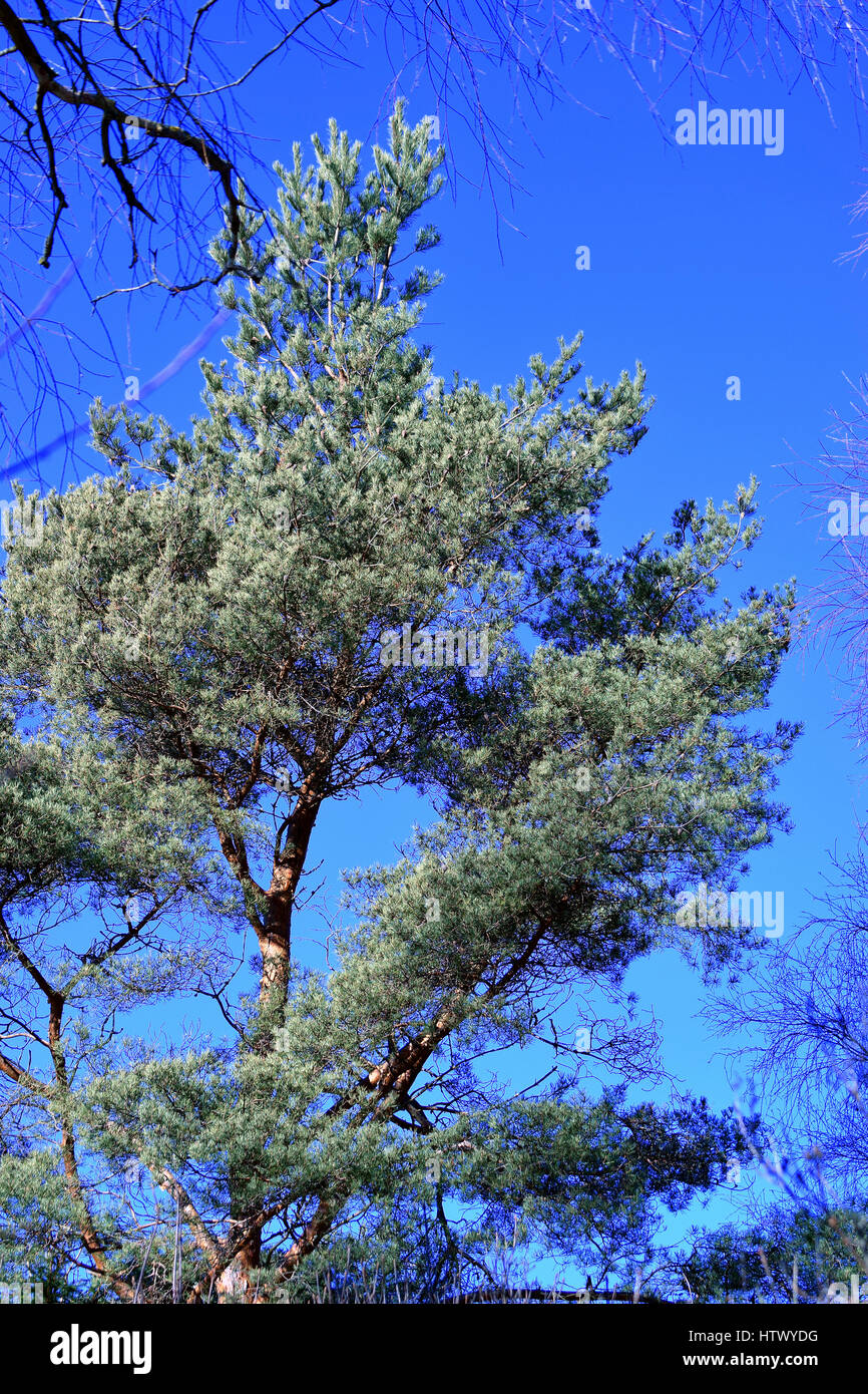 Pine against blue sky Stock Photo - Alamy