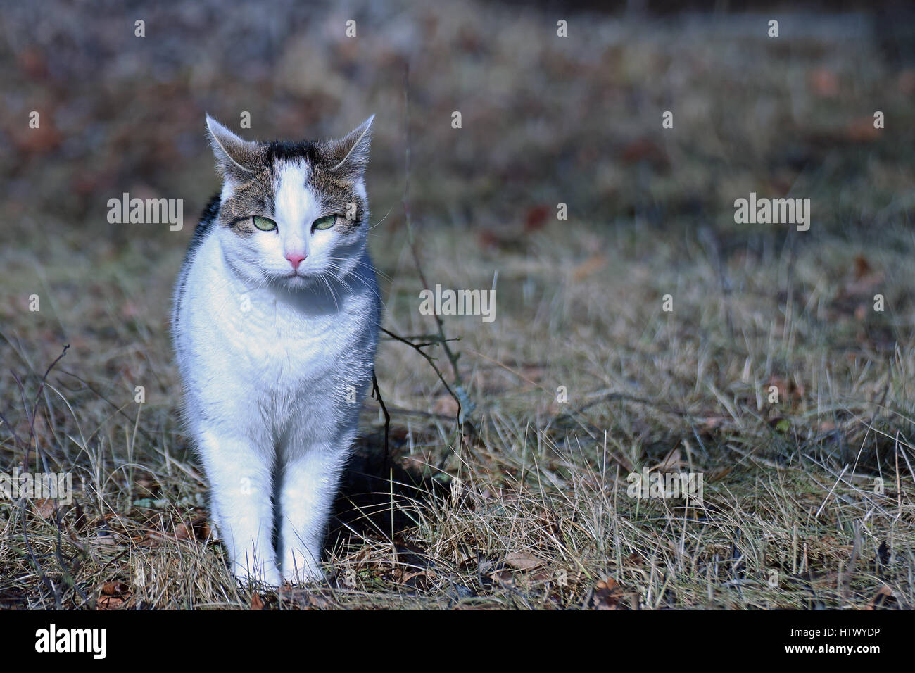 Cat staring at camera in the garden. Stock Photo