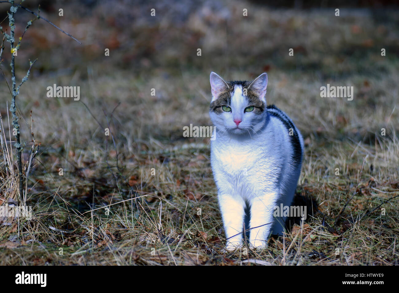 Domestic cat staring at camera outdoors in springtime. Stock Photo