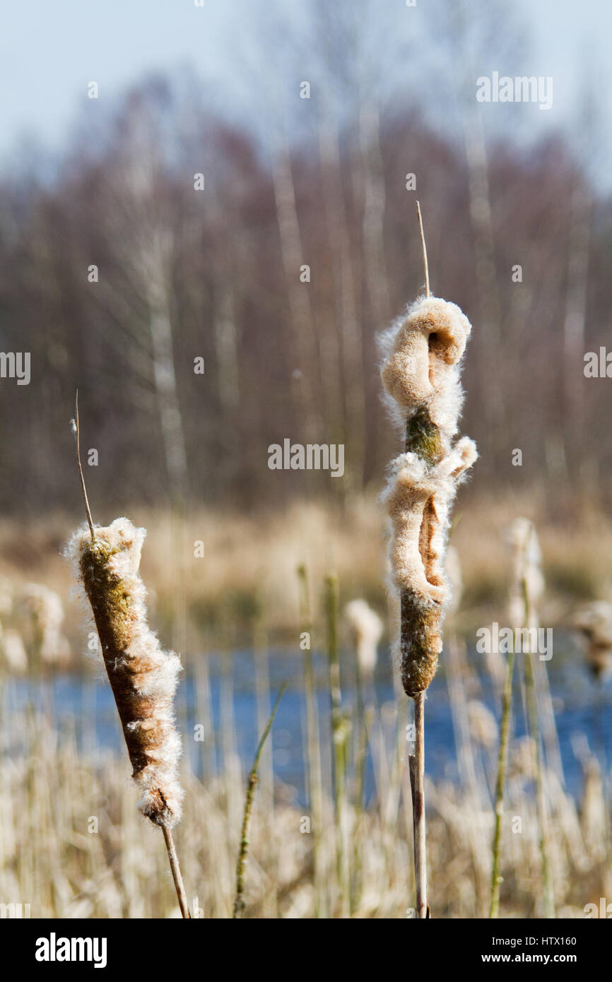Wind spreading fluffy seeds of Broadleaf cattail Stock Photo Alamy