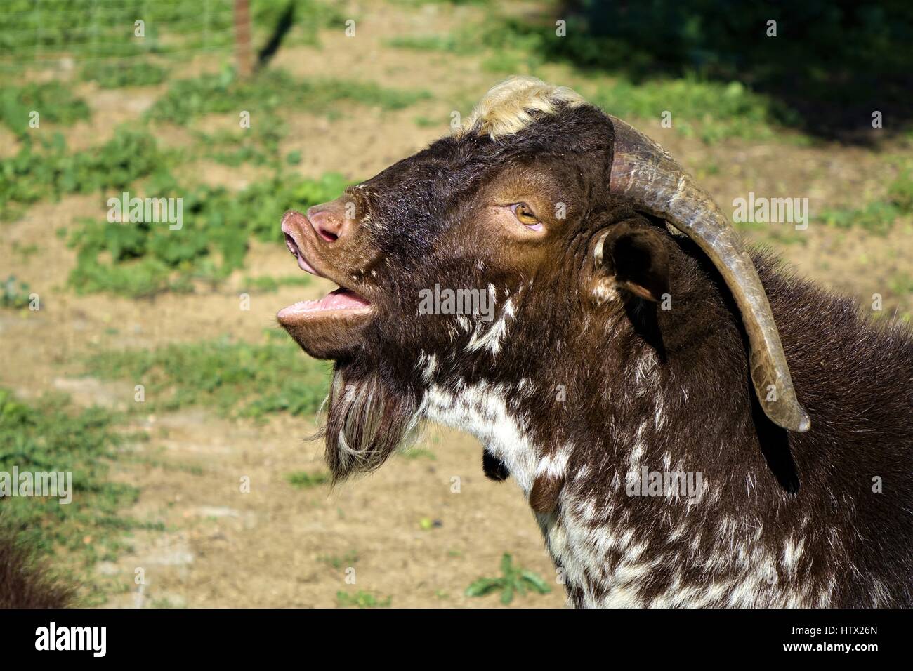 Male goats of the Florida breed in agricultural exploitation in Spain Stock Photo
