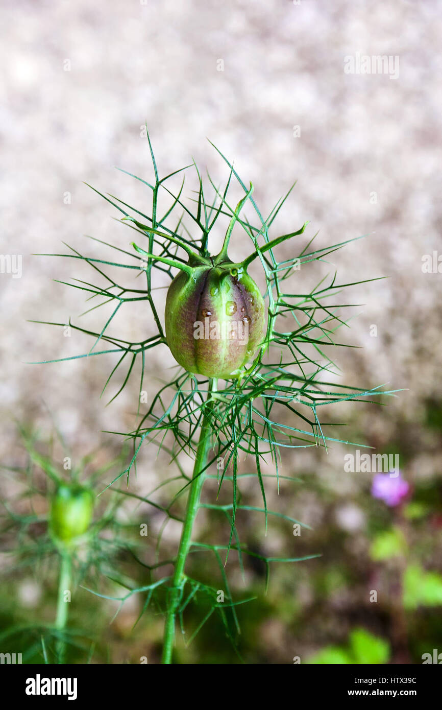 Black seed, Nigella Sativa plant. Selective focus Stock Photo