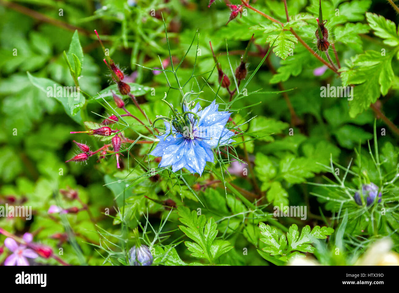 Black seed, Nigella Sativa plant, blue flower. Selective focus Stock Photo