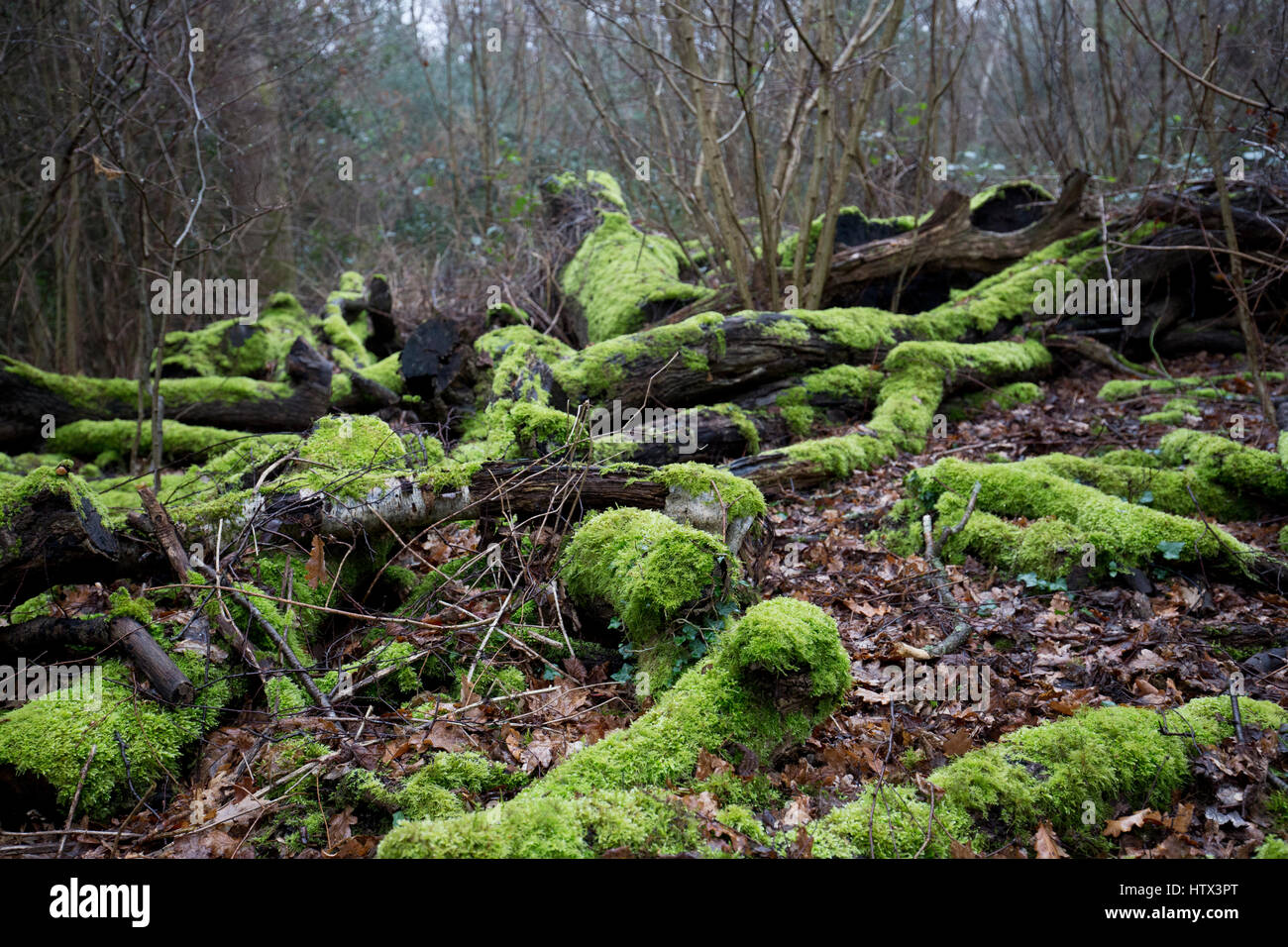 Wet lichen and moss covered fallen dead tree trunks on Bookham Common near Leatherhead,Surrey in winter, 2017 Stock Photo