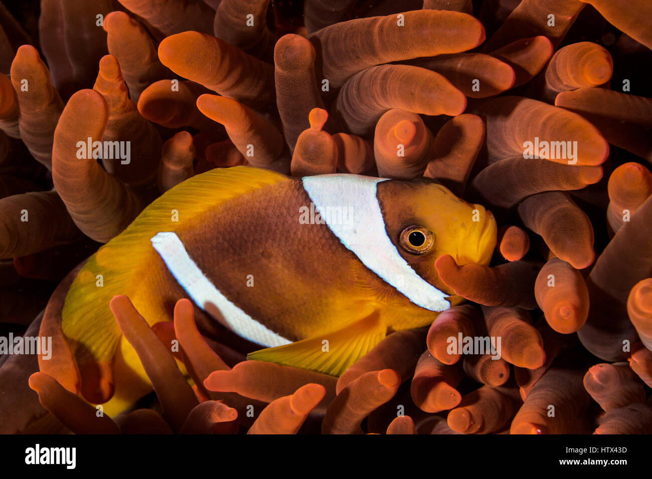 Red Sea clownfish (Amphiprion bicinctus) in a sea anemone, Red Sea, Egypt Stock Photo